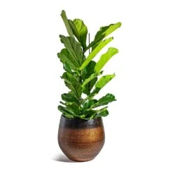 Mya Plant Pot - Shiny Mocha -Indoor Plant Store Ficus lyrata Fiddle Leaf Fig Mya Plant Pot Shiny Mocha 42cm c4532f4d 912e 450c 885d 734e1e0e1685