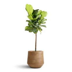 Dune Darcy Planter - Almond -Indoor Plant Store Ficus lyrata Fiddle Leaf Fig Straight Stem 30x150cm Dune Darcy Planter Almond 41x36cm