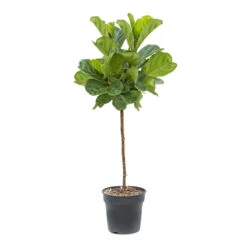 Ficus Lyrata - Fiddle Leaf Fig - Straight Stem -Indoor Plant Store Ficus lyrata Fiddle Leaf Fig Straight Stem ec34605d c612 468d 84c0 3693bfc1d201