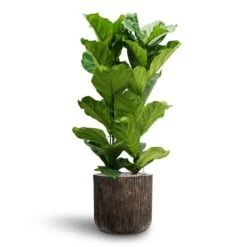 Luxe Lite Waterfall Cylinder Planter - Bronze 20 Luxe Lite Waterfall Cylinder Planter - Bronze -Indoor Plant Store Ficus lyrata Hydroculture 2 stems Luxe Lite Waterfall Cylinder Planter Bronze 40 x 38cm 8effff35 f782 401c 9158 c06d2ac77648