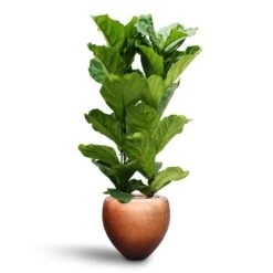 Metallic Couple Plant Pot - Matt Copper 14 Metallic Couple Plant Pot - Matt Copper -Indoor Plant Store Ficus lyrata Hydroculture 2 stems Metallic Couple Plant Pot Matt Copper 50 x 45cm 75a03511 dd25 4668 9c54 3ff8c2803aab