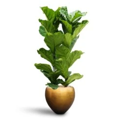 Metallic Couple Plant Pot - Matt Honey -Indoor Plant Store Ficus lyrata Hydroculture 2 stems Metallic Couple Plant Pot Matt Honey 50 x 45cm 68a3519b 6926 4138 a467 796ced6e4221