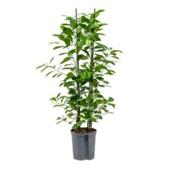 Ficus Moclame - HydroCare -Indoor Plant Store Ficus moclame Hydroculture 18 19x100cm 2stems