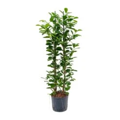 Ficus Moclame - HydroCare -Indoor Plant Store Ficus moclame Hydroculture 22 19x110cm 2stems
