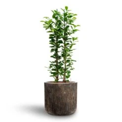 Luxe Lite Waterfall Cylinder Planter - Bronze 34 Luxe Lite Waterfall Cylinder Planter - Bronze -Indoor Plant Store Ficus moclame Hydroculture Luxe Lite Waterfall Cylinder Planter Bronze 280b81f6 8f12 47a7 a6c7 d762651a2c2b