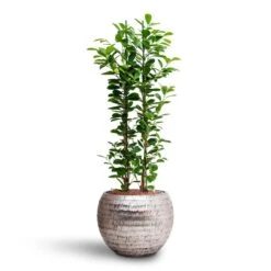 Opus Hammered Globe Planter - Silver -Indoor Plant Store Ficus moclame Hydroculture Opus Hammered Globe Planter Silver c567dec8 c1d0 42bb 806b 0ce67c7b837a