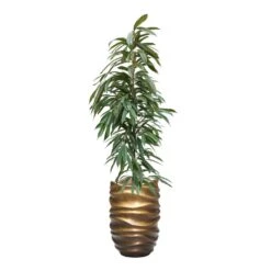 Ficus Amstel King - HydroCare -Indoor Plant Store FicusAmstelKing Hydroculture GradientLeePartnerPlanter MattHoney