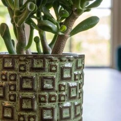 Fiene Plant Pot - Green 10 Fiene Plant Pot - Green -Indoor Plant Store Fiene Green 2
