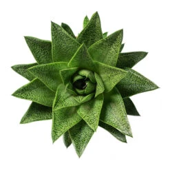 Gasteria D Tiga - Ox Tongue -Indoor Plant Store Gasteria D Tiga Ox Tongue 10.5cm Above