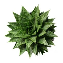 Gasteria D Tiga - Ox Tongue -Indoor Plant Store Gasteria D Tiga Ox Tongue 17cm Above