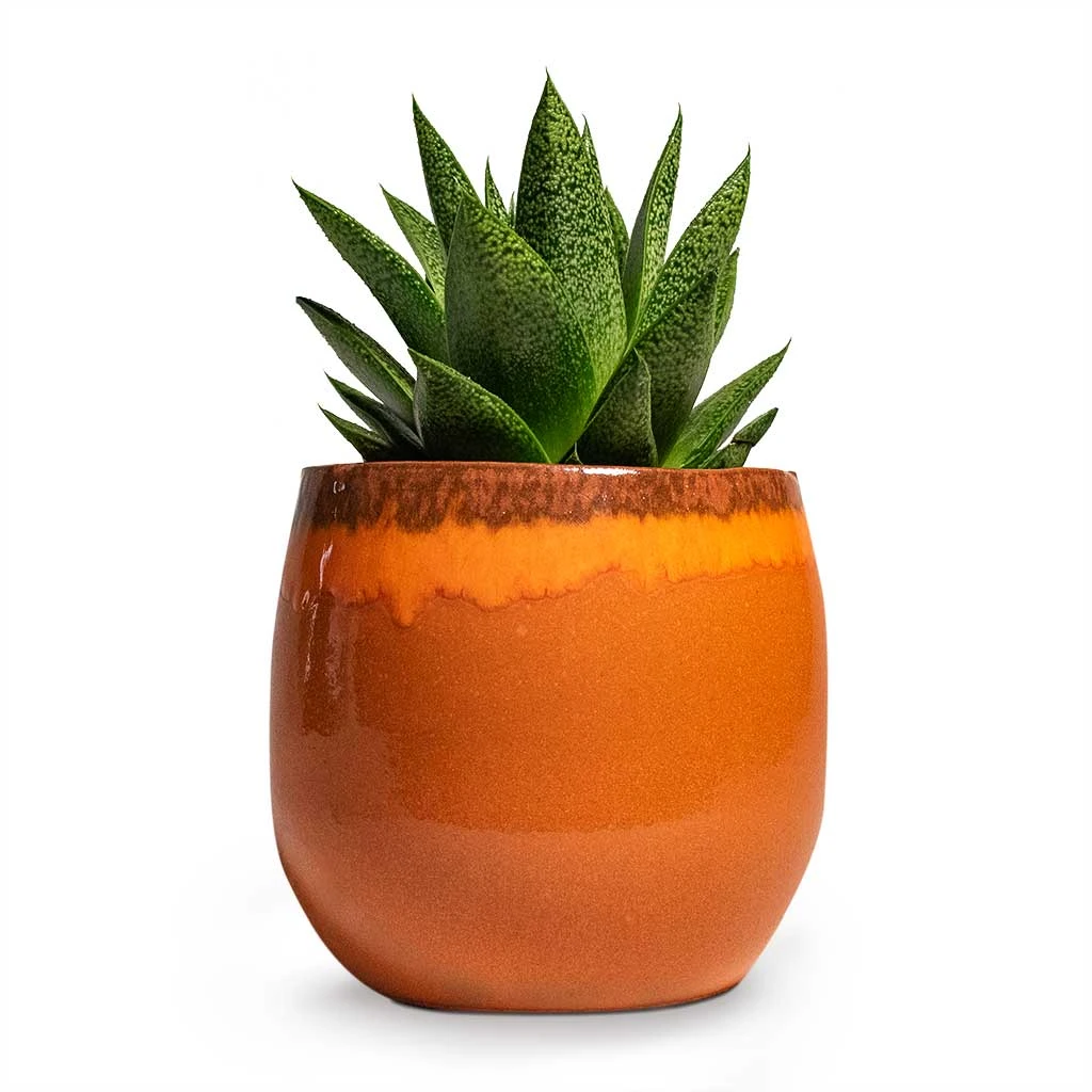 Charlotte Plant Pot - Orange 4 Charlotte Plant Pot - Orange - Image 4