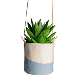 Gasteria D Tiga - Ox Tongue -Indoor Plant Store Gasteria D Tiga Ox Tongue Houseplant 10.5x15cm Plant Pot Dip Hanging 12x12cm