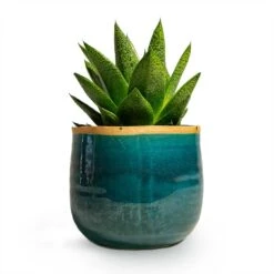 Gasteria D Tiga - Ox Tongue -Indoor Plant Store Gasteria D Tiga Ox Tongue Houseplant 10.5x15cm Plant Pot Iris Turquoise 14x12cm