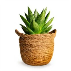 Gasteria D Tiga - Ox Tongue -Indoor Plant Store Gasteria D Tiga Ox Tongue Houseplant 10.5x15cm Plant Pot Nelis Basket Camel 13x12cm 190c71a9 3139 431a 8578 cc7c7ea90f00