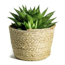 Gasteria D Tiga - Ox Tongue -Indoor Plant Store Gasteria D Tiga Ox Tongue Maartje Plant Baskets Set of 5 Jute