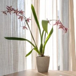 Gerben Plant Pot - Grey Washed -Indoor Plant Store Gerben Plant Pot Grey Washed Plant Pot Orchid Plant