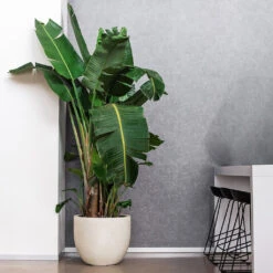 Grigio New Egg Pot Planter - Antique White Concrete 7 Grigio New Egg Pot Planter - Antique White Concrete -Indoor Plant Store Grigio New Egg Pot Planter Antique White Concrete