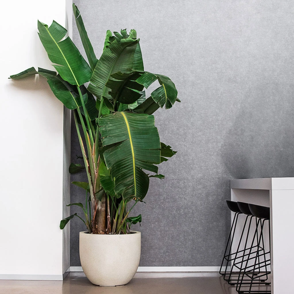 Grigio New Egg Pot Planter - Antique White Concrete 3 Grigio New Egg Pot Planter - Antique White Concrete - Image 3