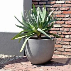 Grigio New Egg Pot Planter - Natural Concrete 9 Grigio New Egg Pot Planter - Natural Concrete -Indoor Plant Store Grigio New Egg Pot Planter Natural Concrete 2