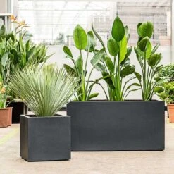Grigio Trough Planter - Anthracite Concrete -Indoor Plant Store Grigio Trough Planter Anthracite Concrete Plants