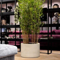 Grigio Cylinder Planter - Antique White Concrete -Indoor Plant Store GrigioCylinderPlanter AntiqueWhiteConcrete 1