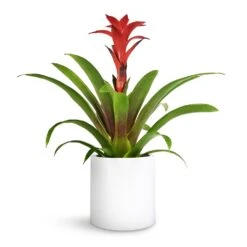 Puk Essentials Planter - Matt White -Indoor Plant Store Guzmania Calypso Starlight Red Bromeliad 12x45cm Puk Planter Matt White 15x15cm 1 e9eda6be 0adc 4fa0 9e1b 5fb84df685e7