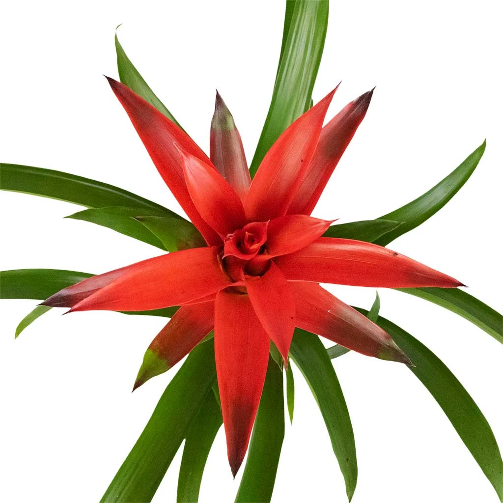 Guzmania Lingulata - Amaretto Red Bromeliad 2 Guzmania Lingulata - Amaretto Red Bromeliad - Image 2