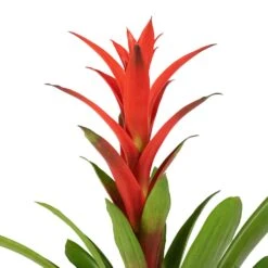 Guzmania Lingulata - Amaretto Red Bromeliad 12 Guzmania Lingulata - Amaretto Red Bromeliad -Indoor Plant Store Guzmania Lingulata Amaretto Red Bromeliad 13x55cm 3