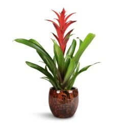 Guzmania Lingulata - Amaretto Red Bromeliad 10 Guzmania Lingulata - Amaretto Red Bromeliad -Indoor Plant Store Guzmania Lingulata Amaretto Red Bromeliad 13x55cm Kae Plant Pot Cayenne 19x66cm 1
