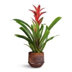 Guzmania Lingulata - Amaretto Red Bromeliad 14 Guzmania Lingulata - Amaretto Red Bromeliad -Indoor Plant Store Guzmania Lingulata Amaretto Red Bromeliad 13x55cm Noud Plant Pot Copper 17x15cm 1