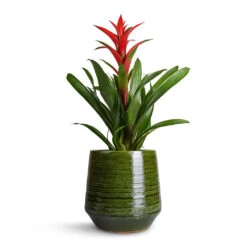 Remi Plant Pot - Green 19 Remi Plant Pot - Green -Indoor Plant Store Guzmania Lingulata Amaretto Red Bromeliad 13x55cm Remi Plant Pot Green 23x25cm b1fbebd2 71b4 48c4 b929 387cf20bbfdb
