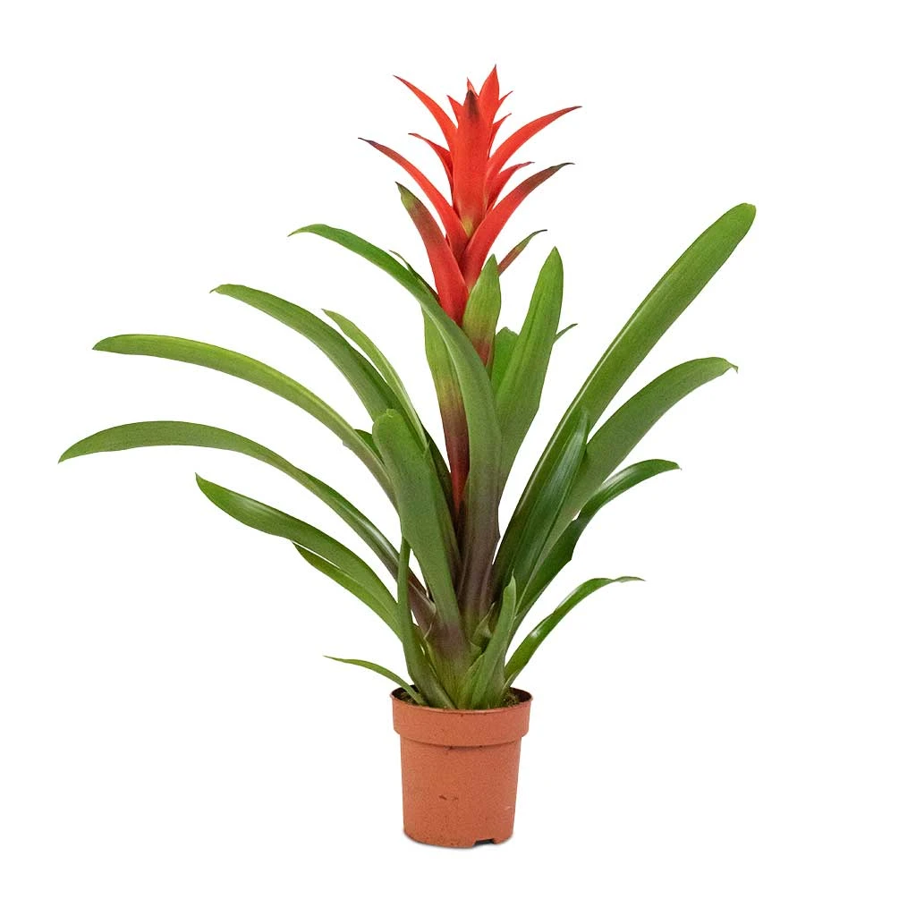 Guzmania Lingulata - Amaretto Red Bromeliad 4 Guzmania Lingulata - Amaretto Red Bromeliad - Image 4