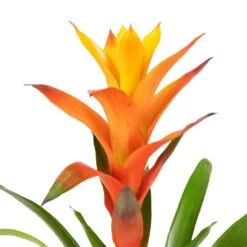 Guzmania Variada - Jazz Orange Bromeliad -Indoor Plant Store Guzmania Variada Jazz Orange Bromeliad 13x55cm 2