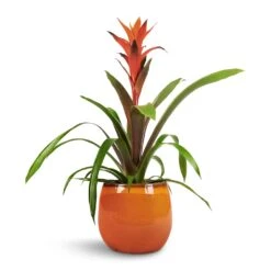 Charlotte Plant Pot - Orange 23 Charlotte Plant Pot - Orange -Indoor Plant Store Guzmania Variada Jazz Orange Bromeliad 13x55cm Charlotte Plant Pot Orange 19x16cm 1 f30724a3 fc9a 400c 86b4 c2dfb7b290e2