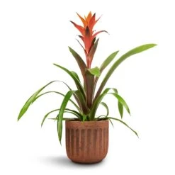 Guzmania Variada - Jazz Orange Bromeliad -Indoor Plant Store Guzmania Variada Jazz Orange Bromeliad 13x55cm Duncan Plant Pot Rust 17x16cm 1