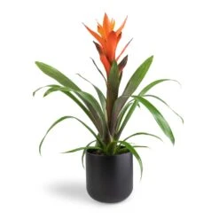 Guzmania Variada - Jazz Orange Bromeliad -Indoor Plant Store Guzmania Variada Jazz Orange Bromeliad 13x55cm Lisbon Plant Pot Anthracite 15x15cm