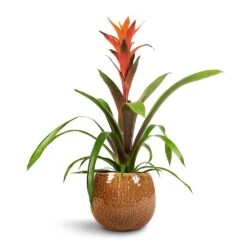 Guzmania Variada - Jazz Orange Bromeliad -Indoor Plant Store Guzmania Variada Jazz Orange Bromeliad 13x55cm Mischa Plant Pot Caramel 19x16cm 1