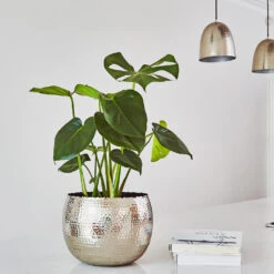 Hammered Bowl - Nickel With Black -Indoor Plant Store Hammered Bowl Silver Lifestyle