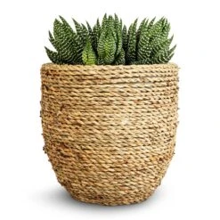 Cody Plant Pot - Straw Grass -Indoor Plant Store Haworthia Zebrina 10.5x17cm Cody Plant Pot Straw Grass 17x15cm 176c7f15 f1b3 4be3 8ae1 f83efb605f74