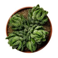 Haworthia Zebrina 12 Haworthia Zebrina -Indoor Plant Store Haworthia Zebrina Houseplant 10.5x16cm birdseye