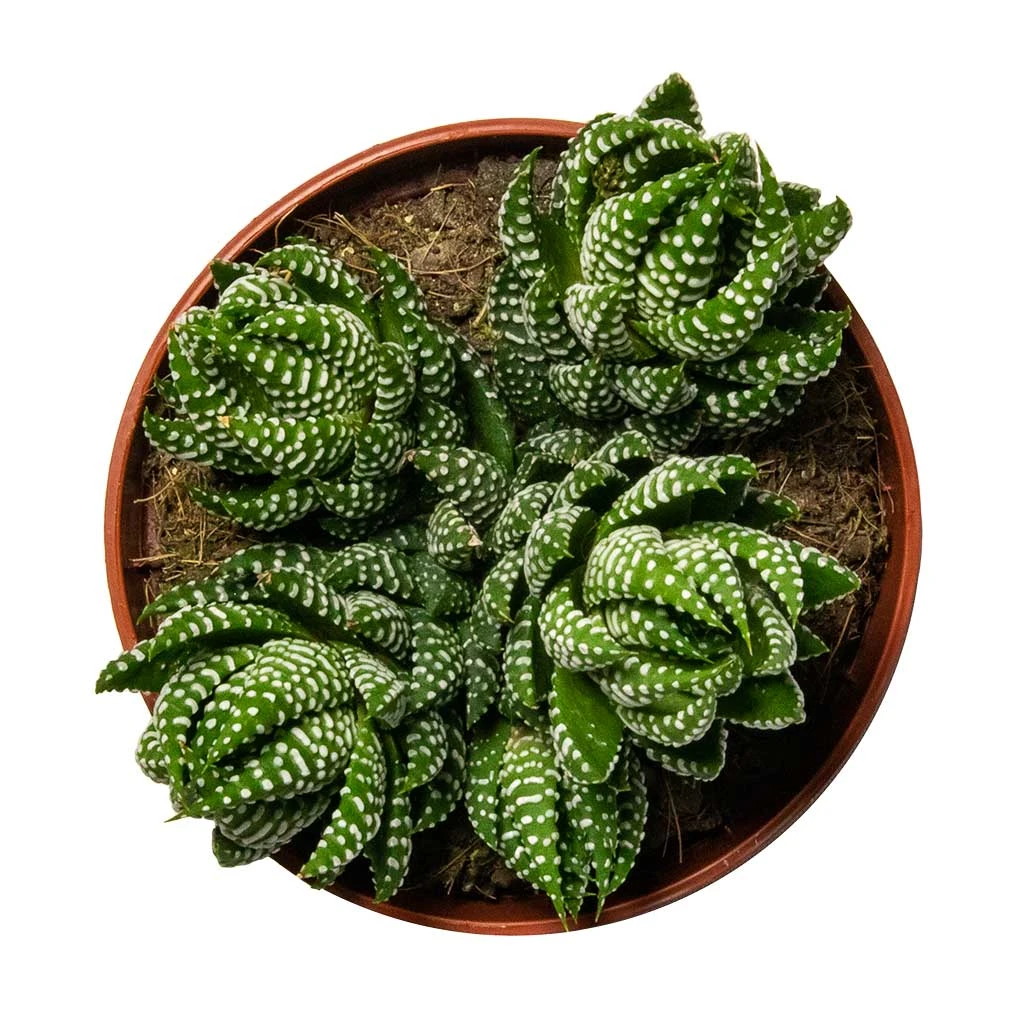 Haworthia Zebrina 4 Haworthia Zebrina - Image 4