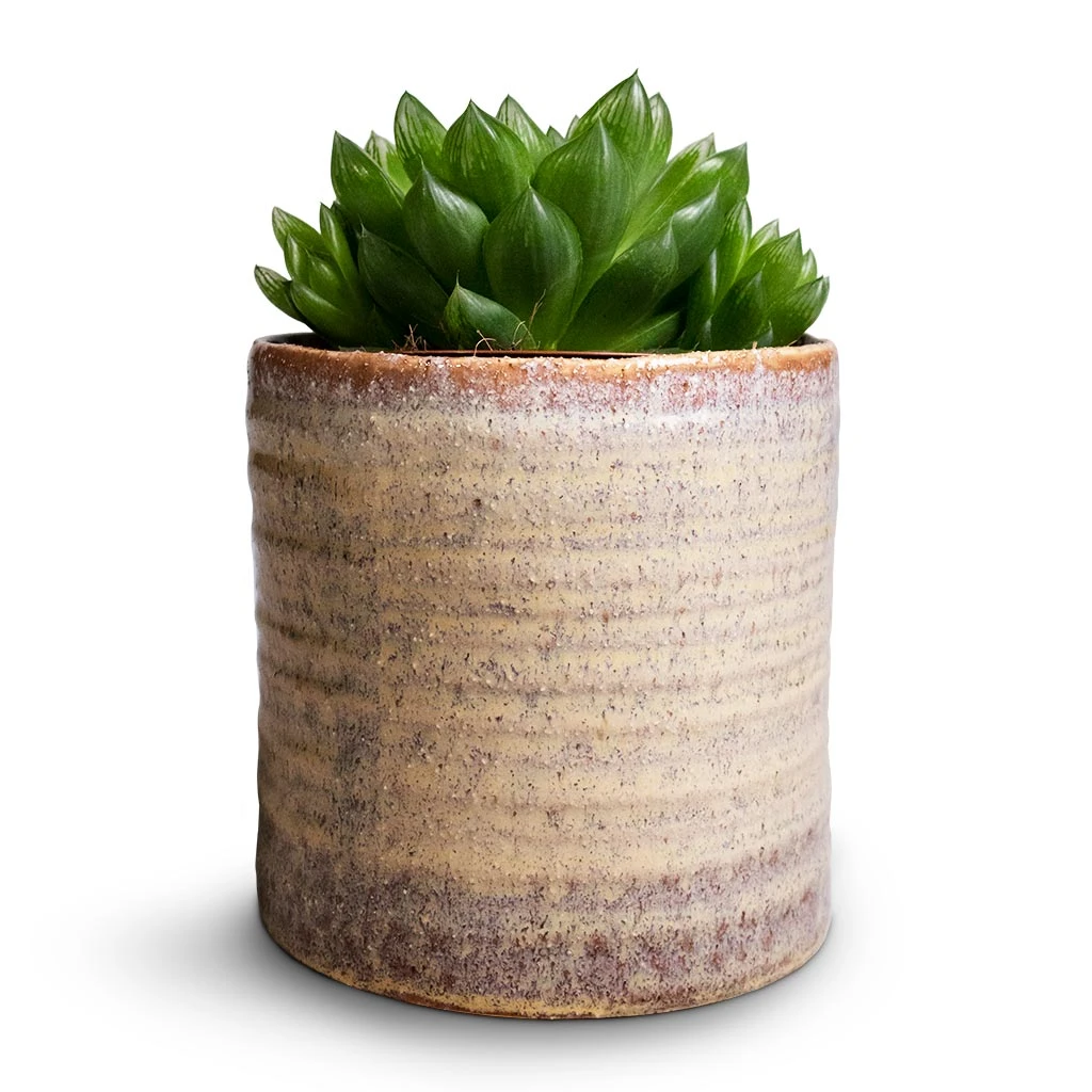 Hera Plant Pot - Ivory 10 Hera Plant Pot - Ivory - Image 10
