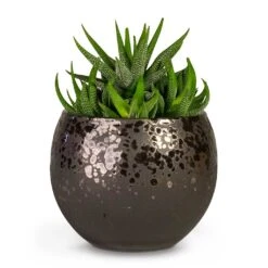 Kae Plant Pot - Mocha 15 Kae Plant Pot - Mocha -Indoor Plant Store Haworthia fasciala Concolor Houseplant 10.5x17cm Kae Plant Pot Mocha 17x13cm 9dfcccad 9367 4c54 b30e d6a93b848832