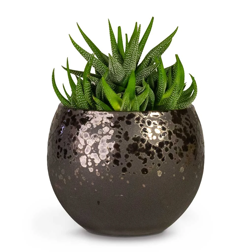 Kae Plant Pot - Mocha 2 Kae Plant Pot - Mocha - Image 2