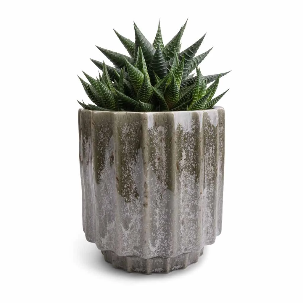 Lugano Scalloped Plant Pot - Green 4 Lugano Scalloped Plant Pot - Green - Image 4