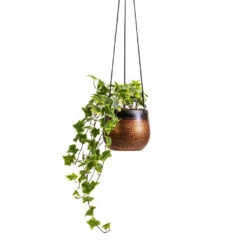Mya Hanging Planter - Shiny Mocha -Indoor Plant Store Hedera helix Golden Kolibri English Ivy 13x20cm Mya Hanging Planter Shiny Mocha 15x13cm