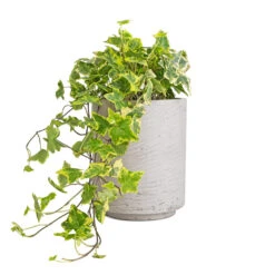 Suzi Plant Pot - Grey Washed -Indoor Plant Store Hedera helix Golden Kolibri English Ivy 13x20cm Suzi Plant Pot Grey Washed 18x21.5cm 96c3f853 bb91 4726 90a2 7afaeb7d8bec
