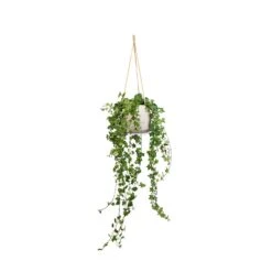 Patt Hanging Plant Pot - Grey Washed -Indoor Plant Store Hedera helix Pittsburgh English Ivy 17x70cm Patt Hanging Plant Pot Grey Washed 23x20cm a1a4f151 3a2f 4e57 863a c1adb4da0355
