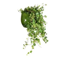 Aimee Plant Pot - Pear -Indoor Plant Store Hedera helix Pittsburgh English Ivy 24x100cm Aimee Plant Pot Pear 33x28cm 65bfe248 f304 4fa4 a59f 805020c73a0b
