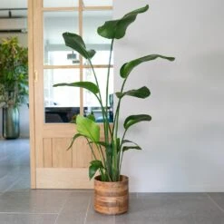 Helle Plant Pot - Natural -Indoor Plant Store Helle Natural 1